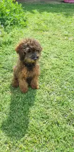 Trpasličí pudl - Dió