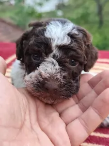 Lagotto Romanjolo - Dior The Royal Town Of Bobovc