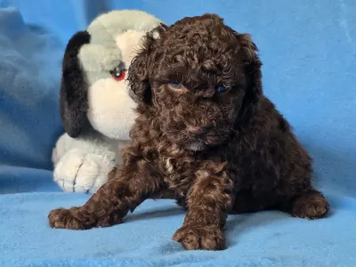 Cavapoo - Truffle