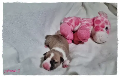 Amerikai staffordshire terrier - Grace Of Sweet Gangland