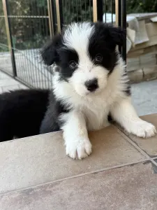 Border Collie - Fields Of Treasure Hold The Line