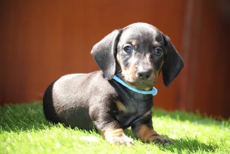 Dachshund - Oscar