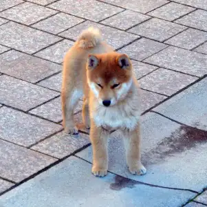 Shiba - Reborn Eddie