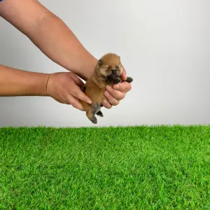 German Pomeranian Spitz - Point