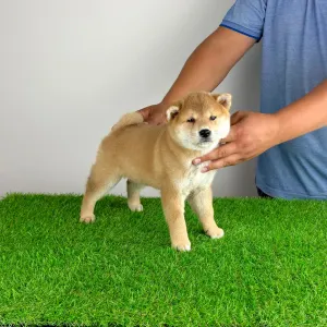 Shiba - Taiyo