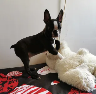 Boston Terrier - Wide Wings Brownie