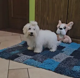 Coton de Tuléar - Tim