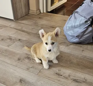 Corgi galez Pembroke - Bogyo