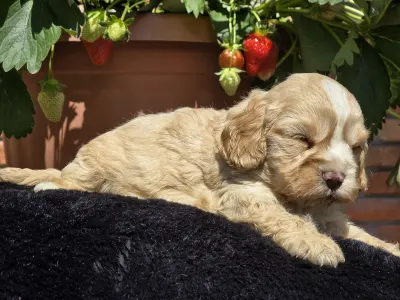 Cavapoo - Terence Hill