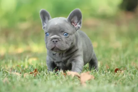 French Bulldog - Potter 