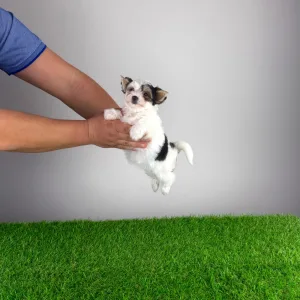 Biewer Terrier - Olina