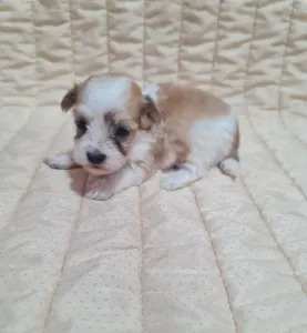 Havanese - Tobby