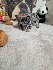 Французский бульдог - Black And Tan Girl