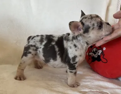 Francouzský buldoček - Mazsola