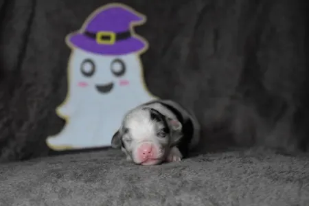 Australian Shepherd - Winstead Nothing Else Matters