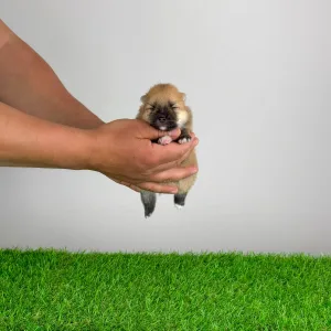 German Pomeranian Spitz - Bennet