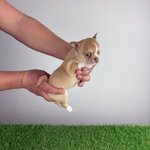 Chihuahua - Zimba 