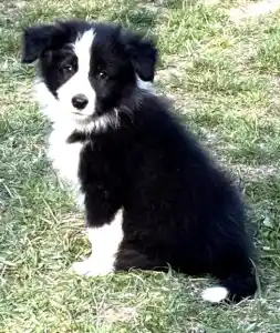 Border Collie - Generico 