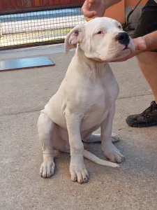 Argentin dog - Artemis Defensa Del Caballero