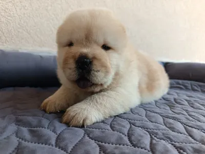 Chow Chow - La Casa De Chow Gusto