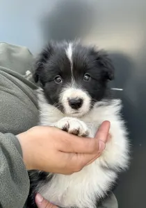 Border Collie - Clair De Lune