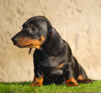 Dachshund - Oscar