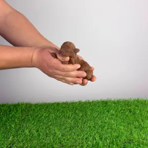 Pudel miniaturowy - Jumpy