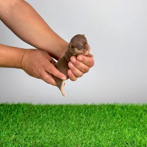 Chihuahua - Chiquita