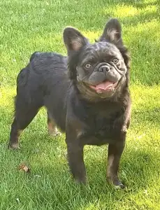 French Bulldog - Reese