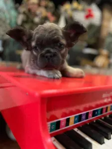 Bulldog francese - Fluffy