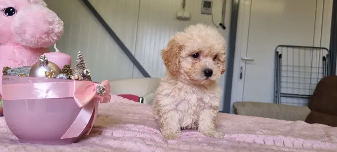 Maltipoo - Teddy