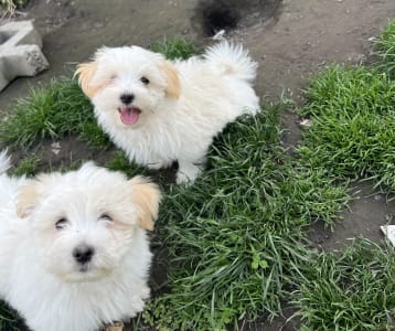 Coton de Tulear - Menton