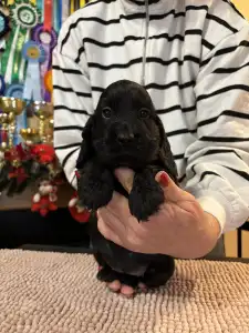 Angol Cocker spániel - Gucci