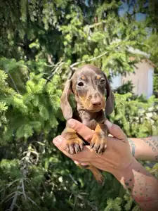 Dachshund - Hershey’s Hug Me Strongly