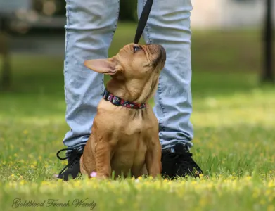 Bulldog francese - Wendy