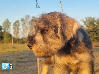 Schnauzer nain - Jim