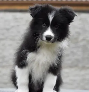 Border Collie - Jake