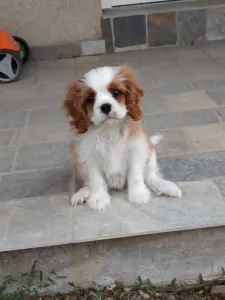 Cavalier king Charles spaniel - Paddington