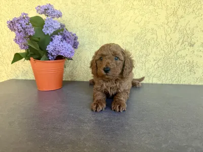 Trpasličí pudl - Hachi