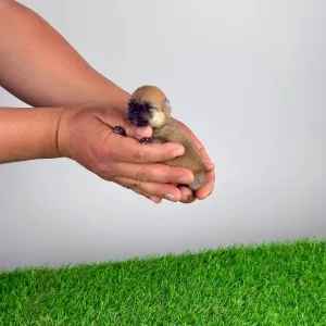 German Pomeranian Spitz - Dior