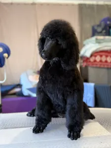 Grosspudel - One Kiss Black Female