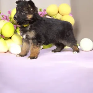 German Shepherd Dog - Csereerdei Lina