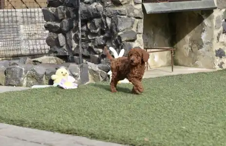 Poodle Miniature - Bravados Denis