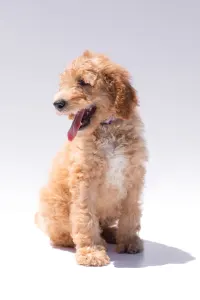 Goldendoodle - F1b Archie