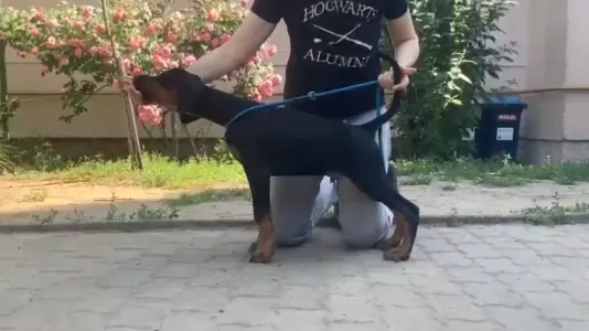 Dobermann - Beast Di Bomanite