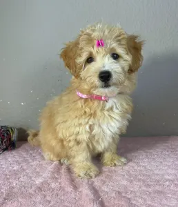 Maltipoo - Thalia