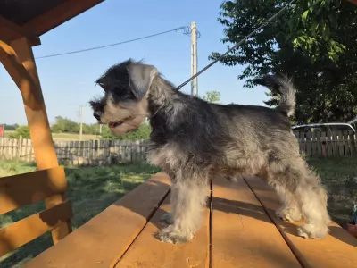 Zwergschnauzer - Zahara