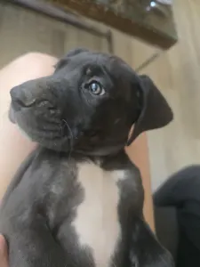 Deutsche Dogge - Bella