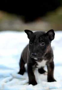 Miniatűr bullterrier - Jasper
