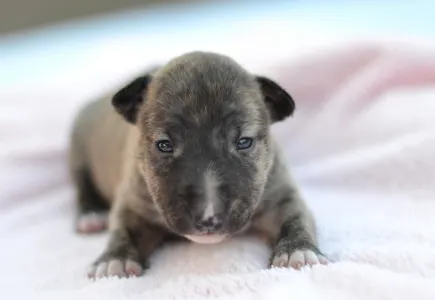 Miniature Bull Terrier - Joy